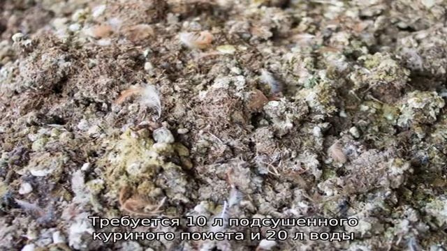 Чем подкормить розы осенью: лучшие средства смотреть онлайн