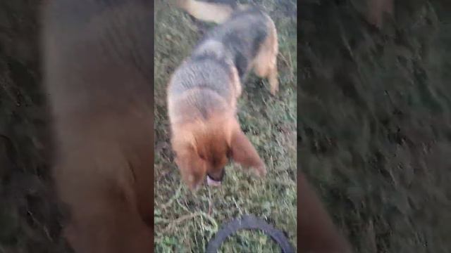 Немецкие овчарки на прогулке!!! смотреть онлайн