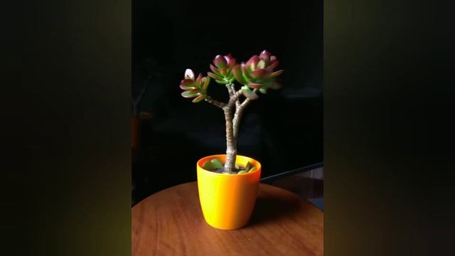 Денежное дерево. Сансет и Янус. Jade Tree, Sunset And Janus.