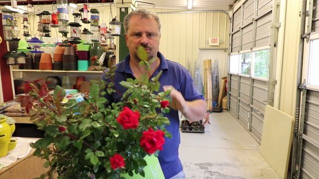 How to grow Double Red Knock Out® Rose with a detailed description смотреть онлайн