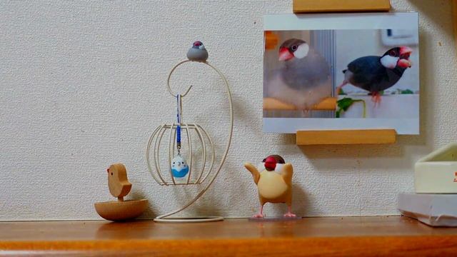 【ガシャポン文鳥】にビビって伸びる文鳥が可愛すぎる♥最強文鳥女子の反応は？ смотреть онлайн