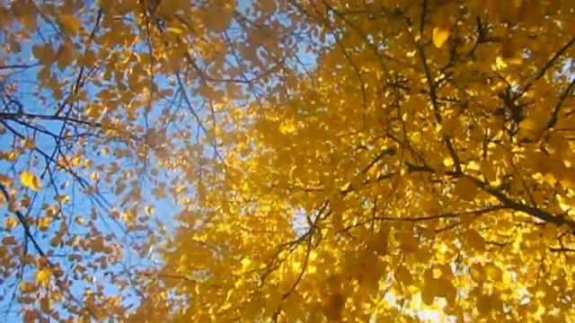 Футаж Осень золотая смотреть онлайн