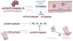 Антикоагуляция, фибринолиз, ретракция тромба - механизм кратко | Физиология