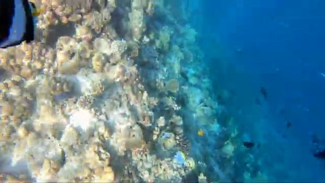 4K Maldives, Filitheyo Island Resort House Reef Snorkeling Part 1. #Maldives #travel #snorkeling