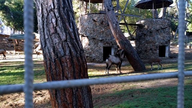 Турецкий зоопарк в Анталье | Цена за вход и как доехать? смотреть онлайн