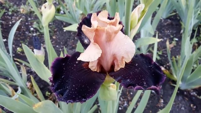 №3 Ирисы сорт MOROCCAN MAGIC смотреть онлайн