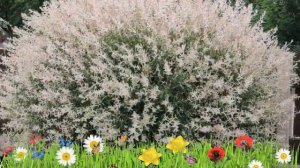 Ива цельнолистная Хакуро-Нишики ? Обзор: посадка и уход. крупномеры, саженцы: описание и особенност