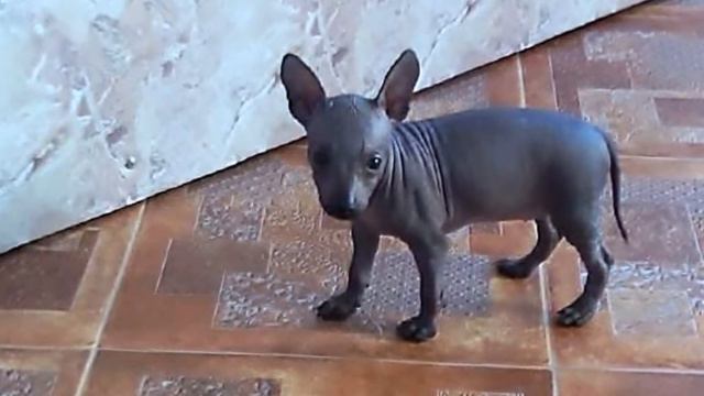 Lisa + King = Love смотреть онлайн