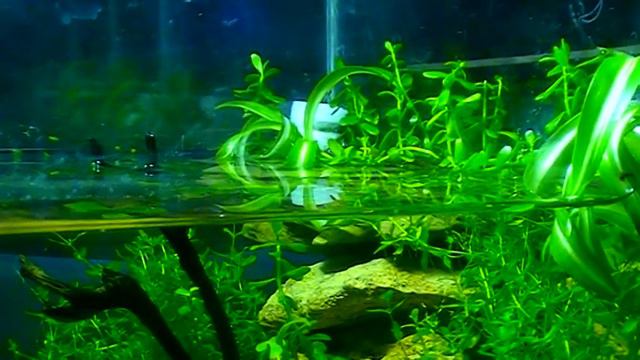#Aquarium. Мини аквариум. смотреть онлайн