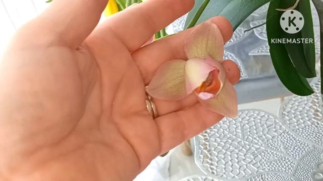 #Орхидея Легато:ТАКОЕ  цветение я ждала 5 лет!?Шок и восторг 8 Марта!?