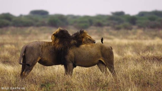 4K African Animals: Samburu National Park, Kenya - Scenic Wildlife Film With African Music смотреть онлайн
