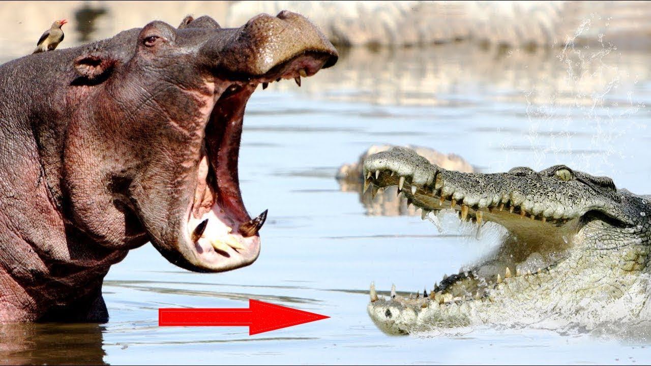 Версус. Бегемот в деле! Бегемот против льва, крокодила, буйвола и даже слона! смотреть онлайн
