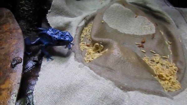 Dendrobates azureus кормление личинкой Drosophila hydei