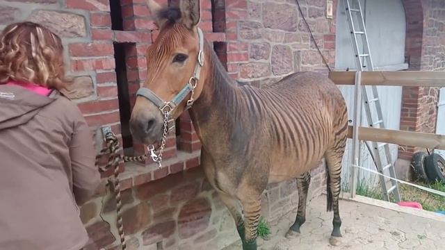 Редкие Лошади, которых Вы Увидите Впервые в Жизни! Топ 10 смотреть онлайн