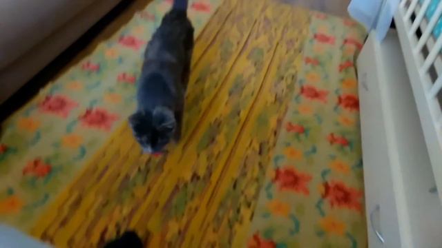 Дрессированная кошка. Смотреть всем!!! смотреть онлайн