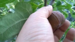 Инжир Brown Turkey супер урожайный  сорт.Количество плодов просто зашкаливает.