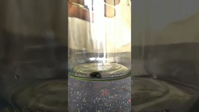 МУХА в вакууме!!!.mp4 смотреть онлайн