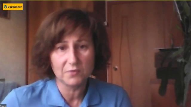 Как научить собаку спокойно реагировать и проходить других собак? смотреть онлайн