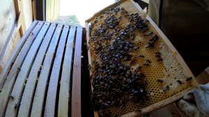 Пасека на колесах.  Пчелопавильон. Пасека в горах. Натуральный мед