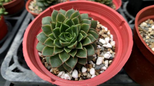 Echeveria 'Yamatomini' 多肉植物圖鑑 大和美尼 смотреть онлайн