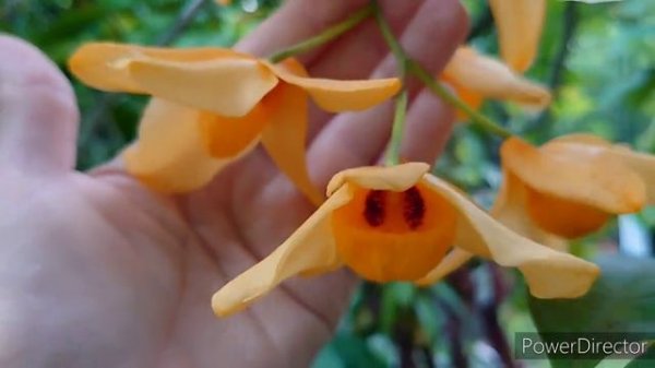 Dendrobium moschatum. Dendrobium gibsonii