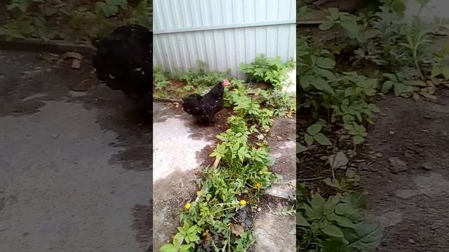 Курочки кохинхин карликовый смотреть онлайн