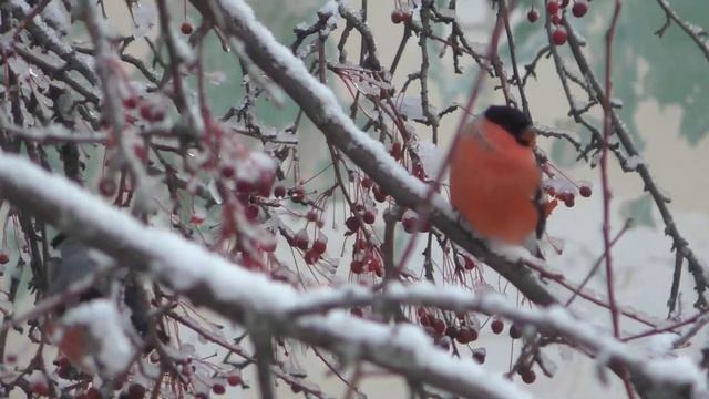Сибирские просторы. Снегири прилетели. смотреть онлайн