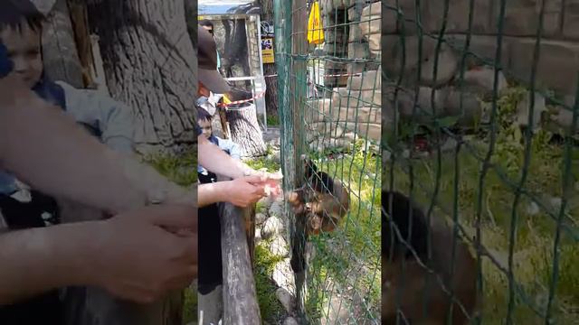Обезьянка хлопает в ладоши смотреть онлайн