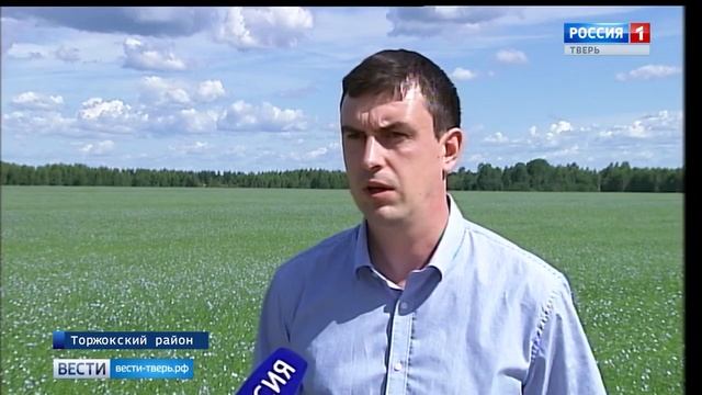 В Тверской области зацвёл лен. АО "Лёнпром", Льняной Союз смотреть онлайн