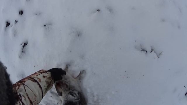 Охота на зайца. 14 декабря 2014 год. Саратовская область. смотреть онлайн