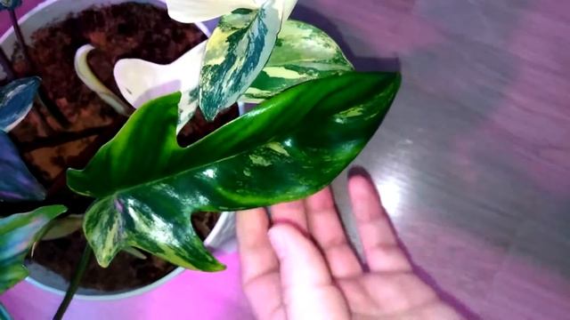 Filodendron magik mask. Филодендрон маска вариегантная. смотреть онлайн