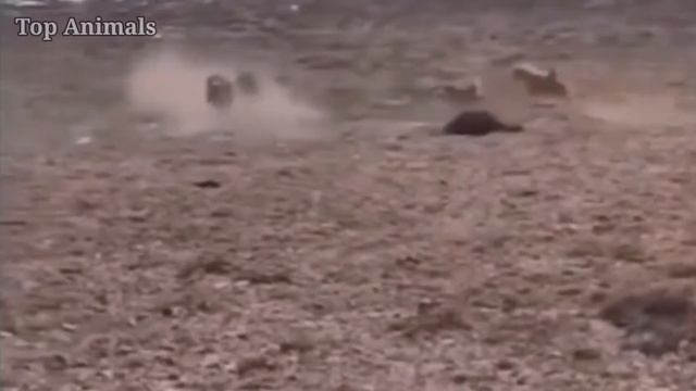 Собаки сталкиваются с дикими кошками !!! смотреть онлайн