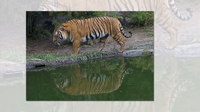 ТОП20 Удивительные факты о Китае #ТОП20 смотреть онлайн