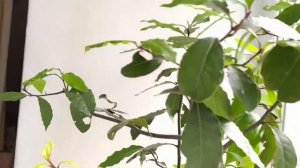 Что сделать, чтобы лавр дал боковые побеги и стал пышнее.