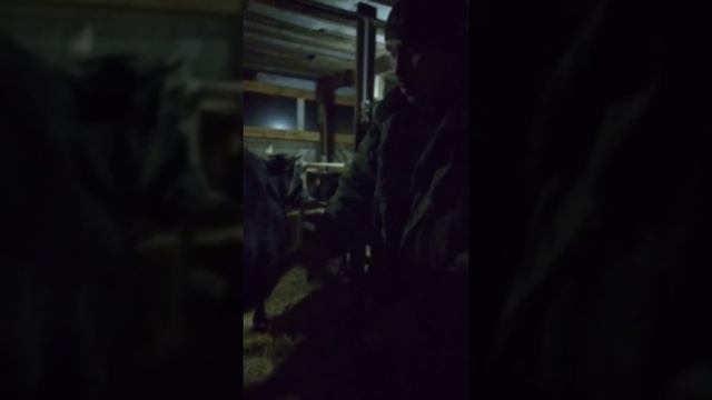 Как определить молочность коровы!!!! смотреть онлайн