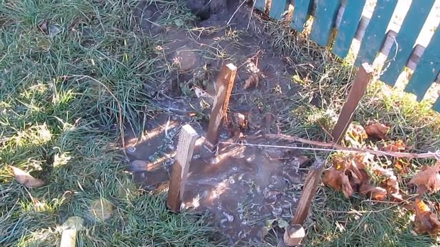 Виноград. влагозарядный полив перед зимой. Осенние работы. смотреть онлайн
