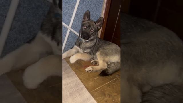 Щенок хаски агути - Пурш ❤️ 4 месяца смотреть онлайн