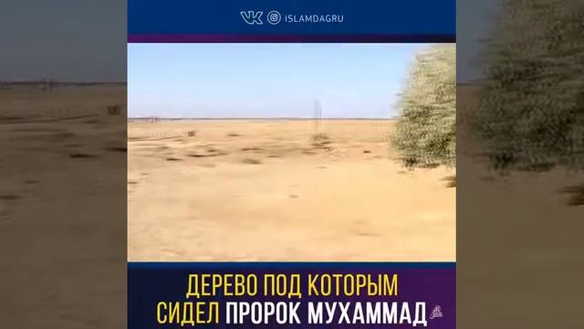 Дерево под которым сидел пророк мухаммад! смотреть онлайн