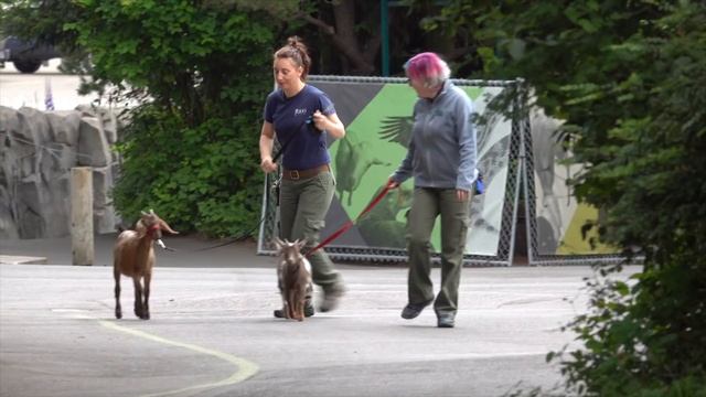 Tiny Goats Visit Penguins смотреть онлайн