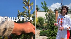 ПИХТА корейская Сильберлок/ Посадка и Уход/ Формирование кроны