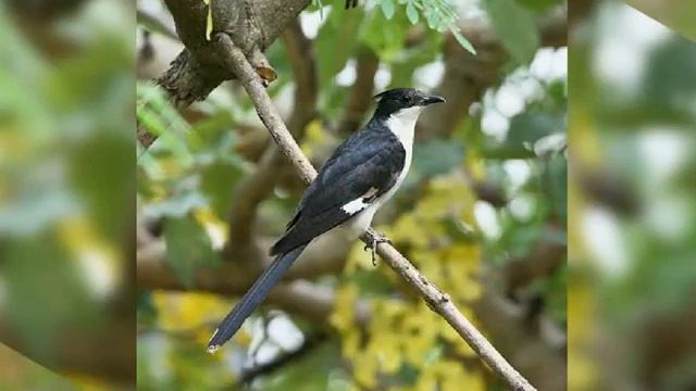 ভয়ানক পাখির তালিকায় তার নাম প্রথম। 28K смотреть онлайн