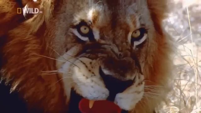 Свирепые нападения ?диких хищников жестокий мир власти животных?Лев атакует Буффало и Жирафа смотреть онлайн