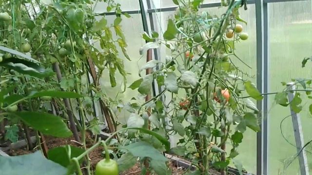 Чтобы перец краснел прямо на ветках, сделайте это.