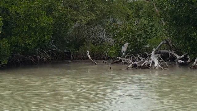 Rio Lagartos y “Las Coloradas”. Mérida Yucatán смотреть онлайн