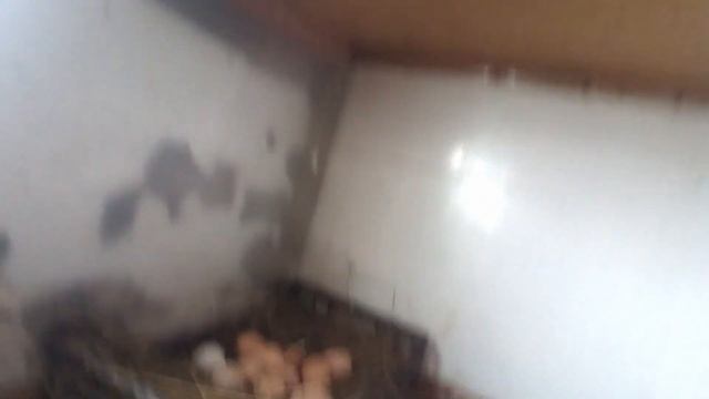 Наши наседки пошли на второй круг! Наседки сели второй раз за год! смотреть онлайн