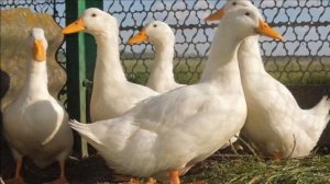 Разведение Пекинских уток как бизнес идея | Пекинская утка