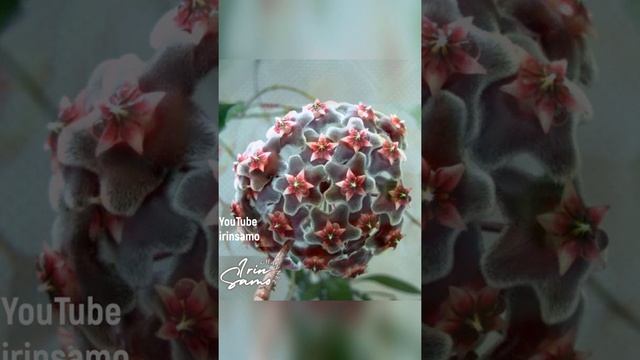 Хойя Мясистая. #Shorts #шортс смотреть онлайн