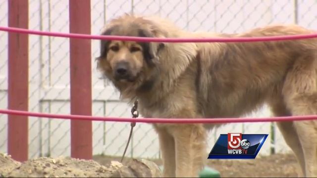 Guard dog may be euthanized for biting trespassers, owner says смотреть онлайн