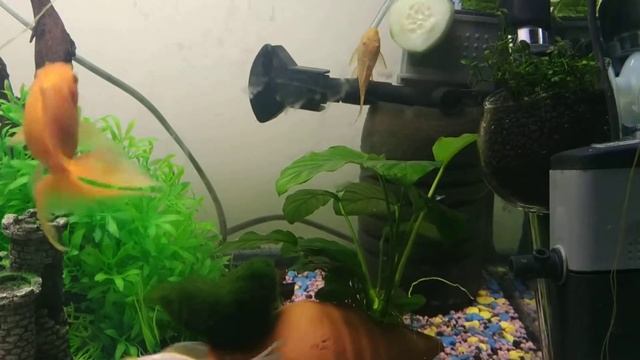 Любимый огурец смотреть онлайн