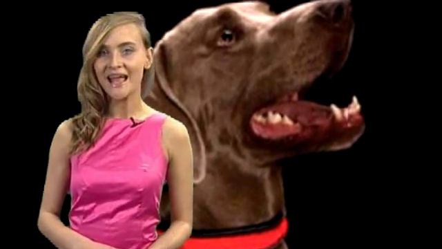 одежда для собачек ProFashion.wmv смотреть онлайн